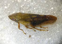 Attēlu rezultāti vaicājumam “Aphrophora alni imago”