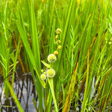 Attēlu rezultāti vaicājumam “Sparganium minimum leaf”