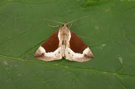 Attēlu rezultāti vaicājumam “Hypena crassalis”