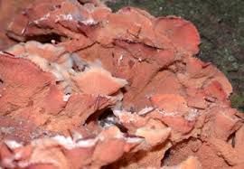 Attēlu rezultāti vaicājumam “Phlebia tremellosa”