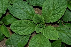 Attēlu rezultāti vaicājumam “Borago officinalis leaf”