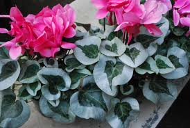 Attēlu rezultāti vaicājumam “Cyclamen hederifolium”