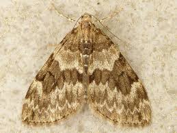 Attēlu rezultāti vaicājumam “Thera variata”