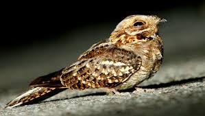 Image result for Caprimulgus ruficollis