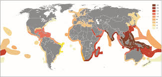 Image result for Chelon tricuspidens