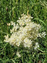 Image result for Filipendula vulgaris