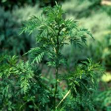 Image result for Artemisia annua