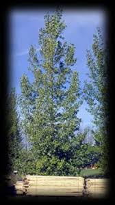 Attēlu rezultāti vaicājumam “Populus x petrowskyana”