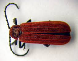 Attēlu rezultāti vaicājumam “Lopheros rubens”