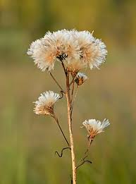 Attēlu rezultāti vaicājumam “Saussurea esthonica”