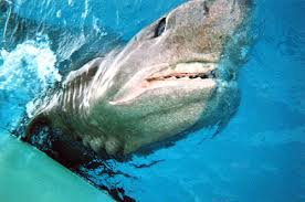 Image result for Hexanchus griseus