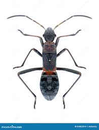 Attēlu rezultāti vaicājumam “Alydus calcaratus imago”