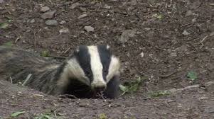 Attēlu rezultāti vaicājumam “Meles meles adult”