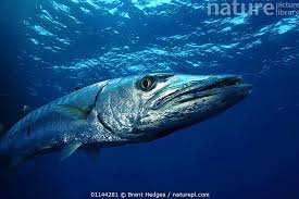 Image result for Sphyraena barracuda