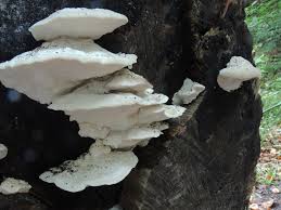 Attēlu rezultāti vaicājumam “Postia tephroleucus”