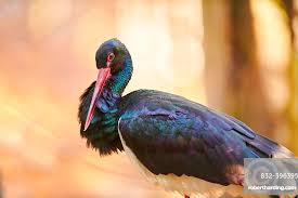 Attēlu rezultāti vaicājumam “Ciconia nigra”