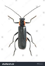 Attēlu rezultāti vaicājumam “Cantharis obscura”