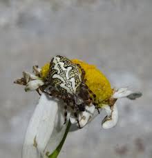 Attēlu rezultāti vaicājumam “Aculepeira ceropegia”