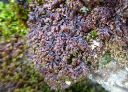 Attēlu rezultāti vaicājumam “Frullania tamarisci”