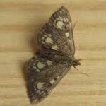 Attēlu rezultāti vaicājumam “Anania stachydalis”