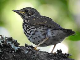Attēlu rezultāti vaicājumam “Turdus philomelos juvenile”