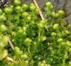 Attēlu rezultāti vaicājumam “Ptilidium ciliare”