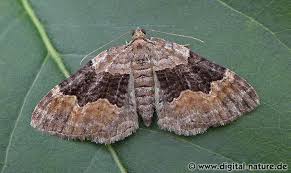 Attēlu rezultāti vaicājumam “Xanthorhoe quadrifasiata”