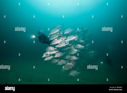 Image result for Lutjanus novemfasciatus