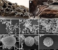Attēlu rezultāti vaicājumam “Didymium serpula”