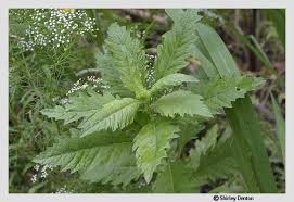 Image result for Chenopodium ambrosioides