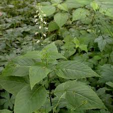 Attēlu rezultāti vaicājumam “Circaea lutetiana”