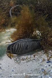 Image result for Cephaloscyllium laticeps