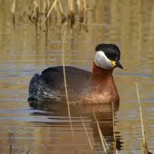 Attēlu rezultāti vaicājumam “Podiceps grisegena adult”