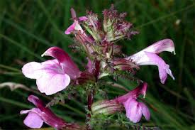 Attēlu rezultāti vaicājumam “Pedicularis palustris”