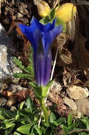 Attēlu rezultāti vaicājumam “Gentiana pneumonanthe leaf”