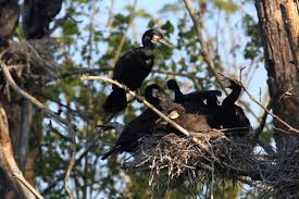 Attēlu rezultāti vaicājumam “Phalacrocorax carbo nest”