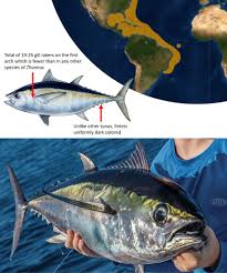 Image result for Thunnus atlanticus