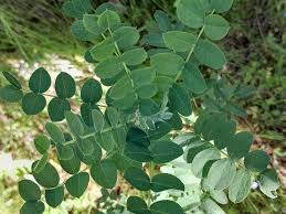 Attēlu rezultāti vaicājumam “Astragalus glycyphyllos leaf”