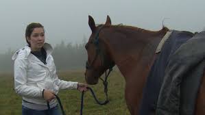 Resultado de imagen para sliced horse