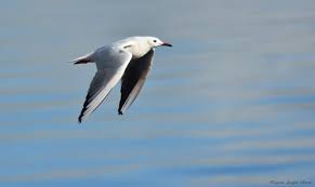 Image result for Chroicocephalus genei