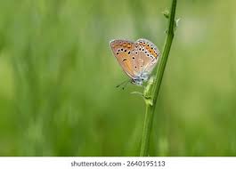 Attēlu rezultāti vaicājumam “Agrodiaetus amandus female”