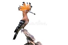 Attēlu rezultāti vaicājumam “Upupa epops”