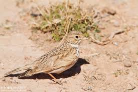 Image result for Calandrella rufescens