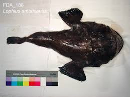 Image result for Lophius americanus