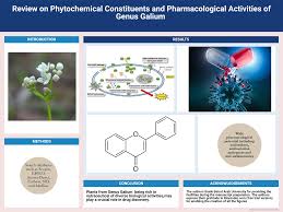 Attēlu rezultāti vaicājumam “Galium rivale fruit”