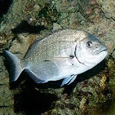 Image result for Diplodus cadenati