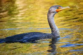 Image result for Phalacrocorax auritus