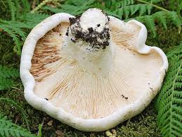 Attēlu rezultāti vaicājumam “Lactarius bertillonii”