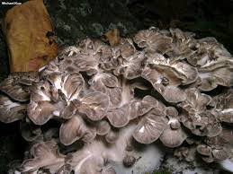 Attēlu rezultāti vaicājumam “Grifola frondosa”