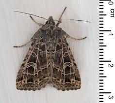 Attēlu rezultāti vaicājumam “Tholera decimalis male”